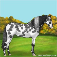 Horse Color:White Spotted Blue Roan 