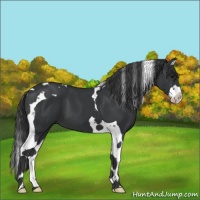 Horse Color:Black Splash Tobiano 