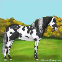 Horse Color:Black Splash Tobiano