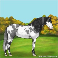 Horse Color:Blue Roan Splash Tobiano 