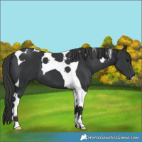 Horse Color:Black Tobiano 