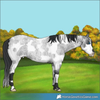 Horse Color:Blue Roan Splash Tobiano 