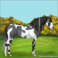 Horse Color:Blue Roan Splash Tobiano 