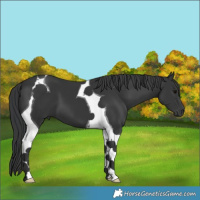 Horse Color:Black Tobiano 