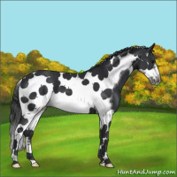 Horse Color:Black Splash Tobiano Frame 