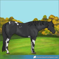 Horse Color:Black Tobiano