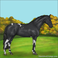 Horse Color:Black Tobiano 