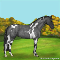 Horse Color:Blue Roan Tobiano