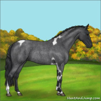 Horse Color:Blue Roan Tobiano Rabicano