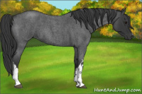 Horse Color:Blue Roan 