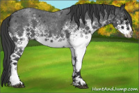 Horse Color:White Spotted Blue Roan