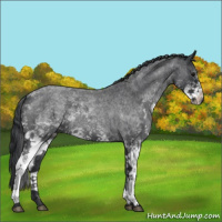 Horse Color:White Spotted Blue Roan 