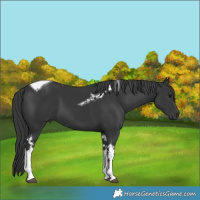 Horse Color:Black Tobiano 