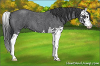 Horse Color:Blue Roan Splash 