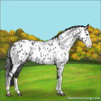 Horse Color:Blue Roan Splash Near Leopard 