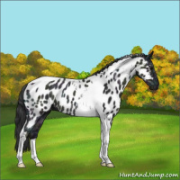 Horse Color:Midnight Blue Ice Roan Tobiano Near Leopard 