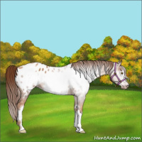 Horse Color:Gray Gold Champagne Frame Appaloosa