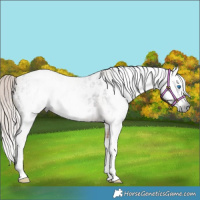 Horse Color:Gray Liver Chestnut Splash Appaloosa  and Gray Gold Champagne Splash Appaloosa