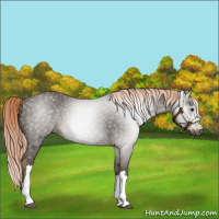 Horse Color:Gray Chocolate Palomino Varnish