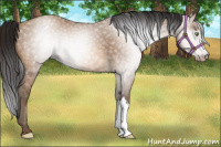 Horse Color:Gray Amber Champagne Appaloosa 