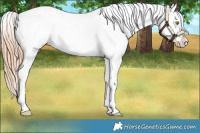 Horse Color:Gold Champagne Appaloosa