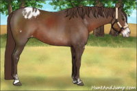 Horse Color:Liver Chestnut Sabino Appaloosa 