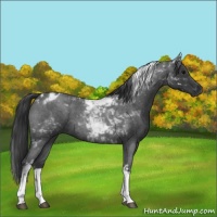 Horse Color:Blue Roan Tobiano 