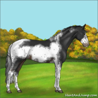Horse Color:Liver Chestnut Tobiano Frame 