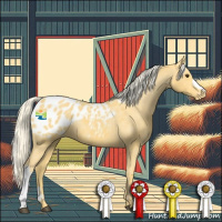 Horse Color:Palomino Appaloosa 
