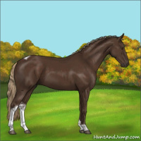 Horse Color:Liver Chestnut Tobiano 