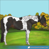 Horse Color:Liver Chestnut Tobiano 