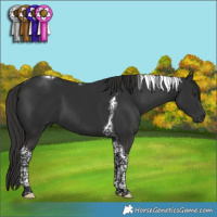 Horse Color:Liver Chestnut Tobiano 