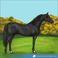 Horse Color:Liver Chestnut Rabicano 