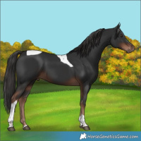 Horse Color:Liver Chestnut Tobiano 