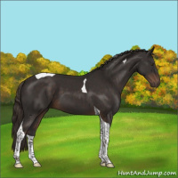 Horse Color:Liver Chestnut Tobiano