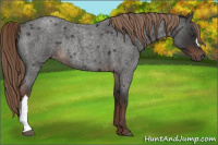 Horse Color:Liver Red Roan Rabicano 