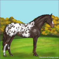 Horse Color:Liver Chestnut Appaloosa Rabicano 