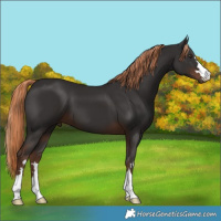 Horse Color:Liver Chestnut 