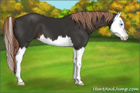 Horse Color:Liver Chestnut Splash 