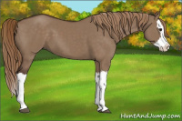 Horse Color:Liver Red Dun Splash 