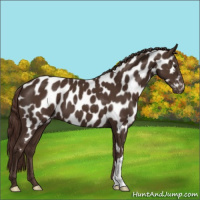 Horse Color:Liver Chestnut Appaloosa 