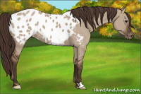 Horse Color:Liver Red Dun Appaloosa 
