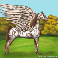 Horse Color:Chestnut Appaloosa