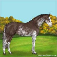 Horse Color:Liver Chestnut Sabino Splash Rabicano 