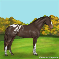 Horse Color:Liver Chestnut Appaloosa 