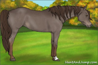 Horse Color:Liver Red Roan 