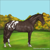Horse Color:Liver Chestnut Appaloosa Rabicano 