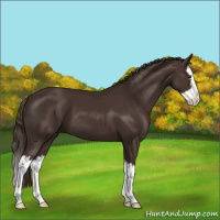 Horse Color:Liver Chestnut Sabino Splash 