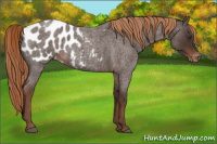 Horse Color:Liver Red Roan Appaloosa