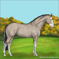 Horse Color:Liver Red Dun Roan Splash 